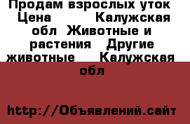 Продам взрослых уток › Цена ­ 700 - Калужская обл. Животные и растения » Другие животные   . Калужская обл.
